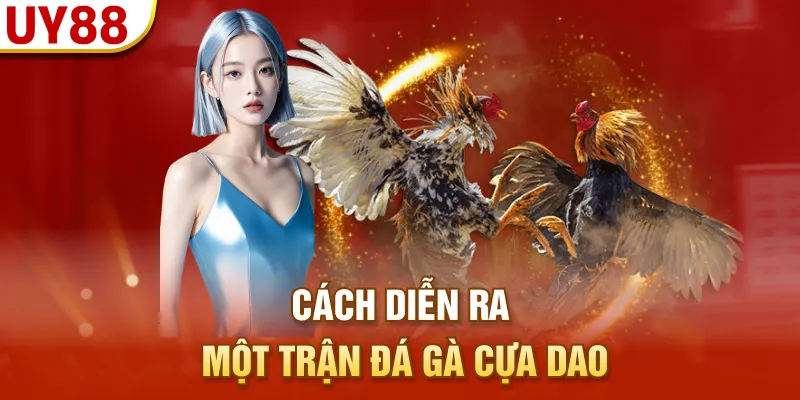 Cách diễn ra một trận đá gà cựa dao