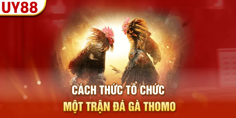 Cách thức tổ chức một trận đá gà Thomo