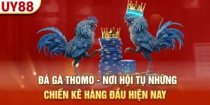 đá gà Thomo