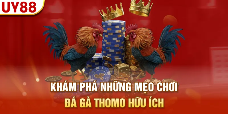 Khám phá những mẹo chơi đá gà Thomo hữu ích