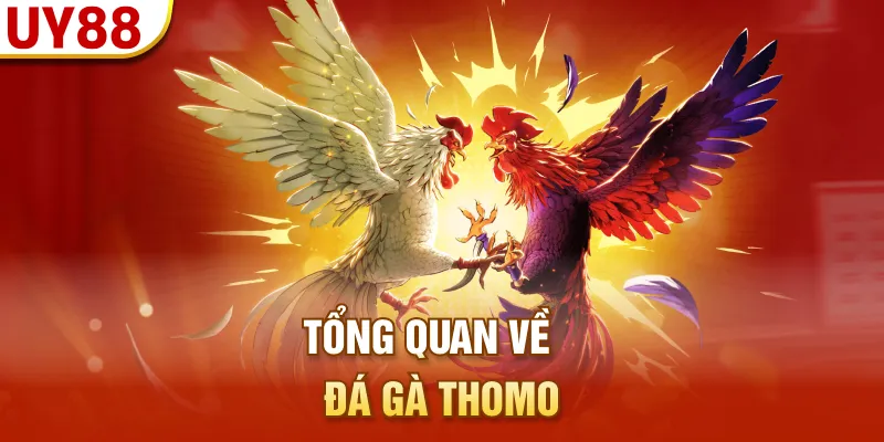 Tổng quan về đá gà Thomo